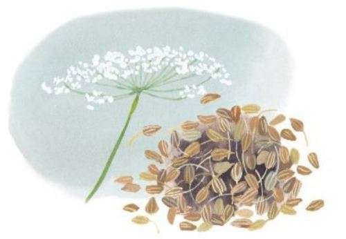 HERBS -   PIMPINELLA ANISUM   -   30 SEEDS