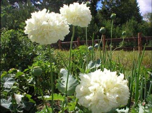 Paeony Poppy  Double Flower `White Cloud`   20 Seeds