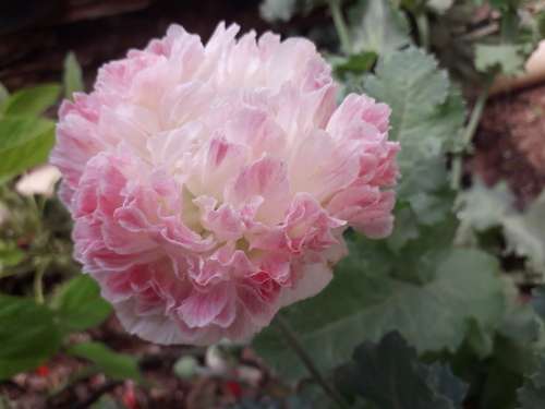 FLOWERS - PAEONY DOUBLE POPPY  DUAL - COLOR   Pink & White` 50 SEEDS