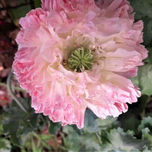 FLOWERS - PAEONY DOUBLE POPPY  DUAL - COLOR   Pink & White` 50 SEEDS