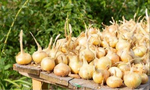 WHITE ONION  /  Allium cepa   -   30 SEEDS