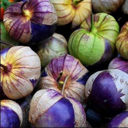 PURPLE TOMATILLO  - 30 SEEDS - HEILOOM  -  Physalis ixocarpa