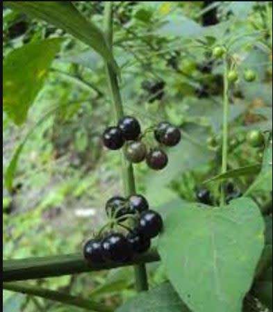 WILD BLACK BERRY -  `Solanum Nigrum`     50 SEEDS