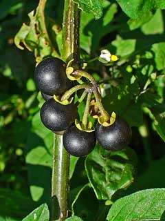 WILD BLACK BERRY -  `Solanum Nigrum`     50 SEEDS