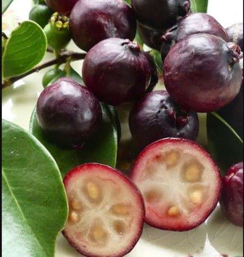 Psidium cattleyanum/Cattley guava/Strawberry guava/Cherry guava(15 SEEDS)