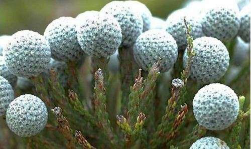 BRUNIA LAEVIS   - 10 SEEDS