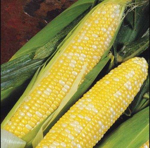 SWEETCORN BI-COLOUR F1 INFERNO -  10 SEEDS