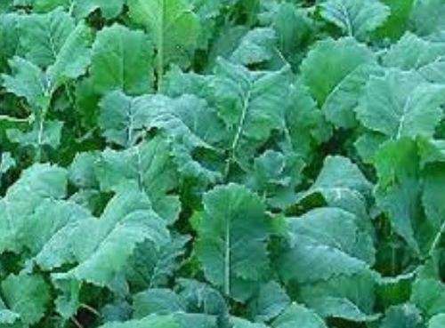 CANOLA  PLANT-  30 SEEDS