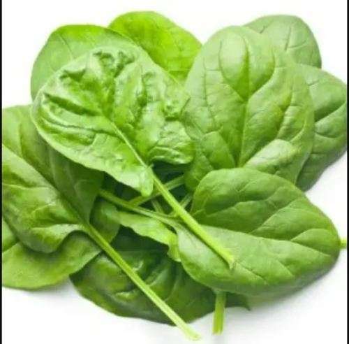 DASH BABY SPINACH    - 20 SEEDS