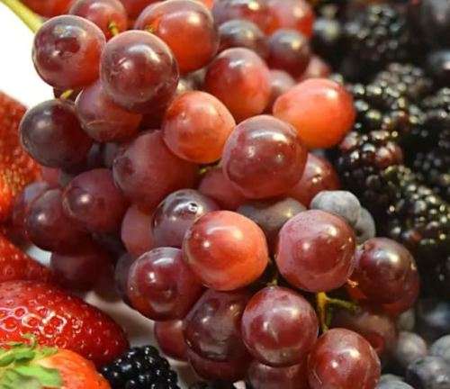 `CATAWBA` RED GRAPE SEEDS - 10 seeds