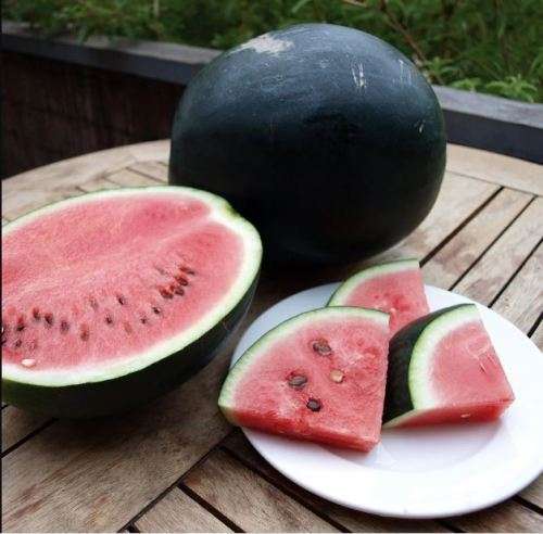 ICEBOX  WATERMELON  ` SUGAR BABY`-  30  SEEDS