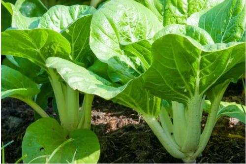 Chinese Spinach  (Amaranthus) / Bhaji / Callaloo  - 30 SEEDS