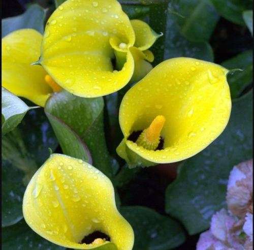 FLOWERS - YELLOW ARUM LILY  `black eyed beauty` / Zantedeschia Elliotiana -  5 SEEDS