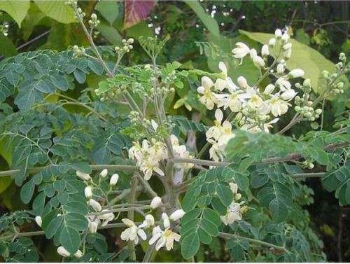 MORINGA OLEIFEREA  /  DRUMSTICK TREE / MIRACLE TREE  (2 SEEDS)