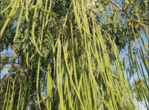 MORINGA OLEIFEREA  /  DRUMSTICK TREE / MIRACLE TREE  (2 SEEDS)