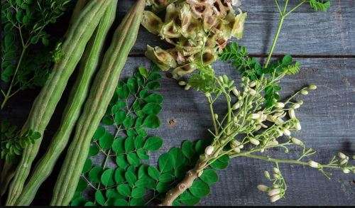 MORINGA OLEIFEREA  /  DRUMSTICK TREE / MIRACLE TREE  (2 SEEDS)