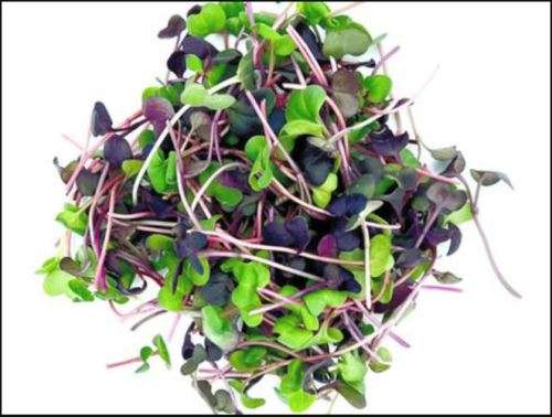 GOURMET MICRO GREENS MIX    - 1000 seeds