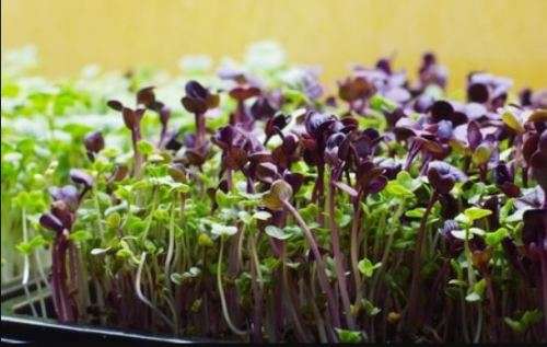 GOURMET MICRO GREENS MIX    - 1000 seeds