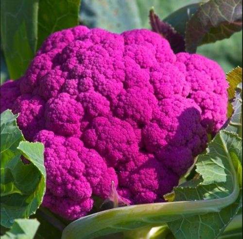 PURPLE  CAULIFLOWER `GRAFFITI`  - 5  SEEDS