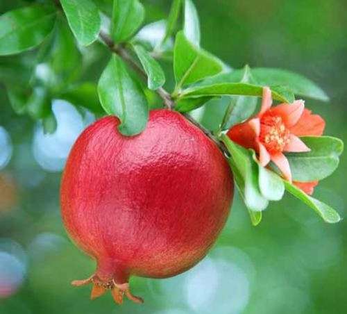 EXOTIC FRUIT  -  POMEGRANATE `TEXAS PINK`  5 SEEDS