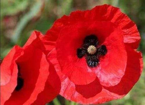 FLOWERS - FLANDERS POPPY - BLOOD RED -   30 SEEDS