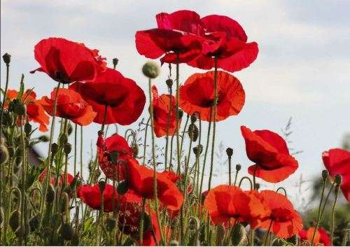 FLOWERS - FLANDERS POPPY - BLOOD RED -   30 SEEDS