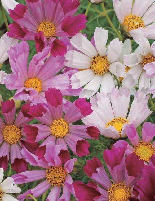 FLOWER - COSMOS  `SEASHELL`    30 SEEDS