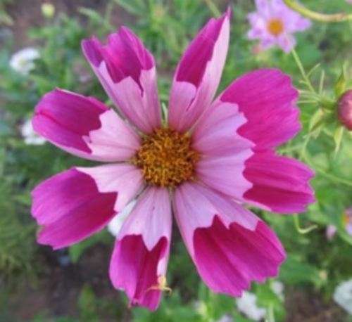 FLOWER - COSMOS  `SEASHELL`    30 SEEDS