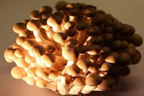 MUSHROOMS -  HON SHIMEJI (BROWN BEECH) MUSHROOM  SPORES