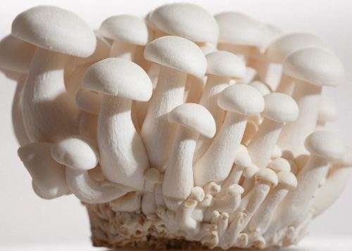 MUSHROOMS -  HON SHIMEJI (WHITE BEECH) MUSHROOM  SPORES