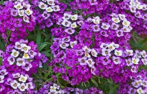 ALYSSUM  FLOWER - `HeuningBlom` - 30 SEEDS - medicinal