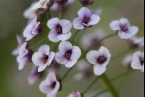 ALYSSUM  FLOWER - `HeuningBlom` - 30 SEEDS - medicinal