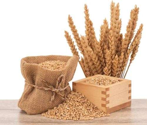 WHEATGRASS  -  `TRITICUM  AESTIVUM`  WHEAT   `Bread & Flour Wheat`  - 50 SEEDS