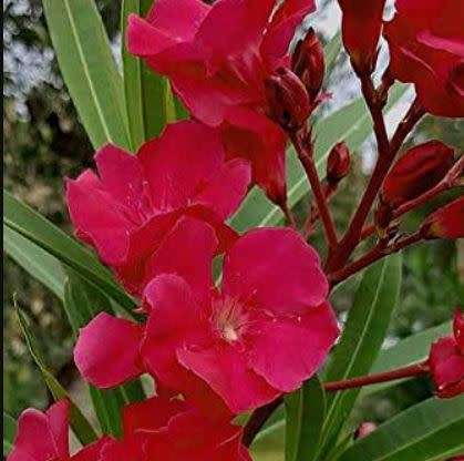 RED OLEANDER     -  30 SEEDS