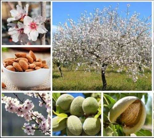 AVALON ALMOND TREE  -     3 SEEDS