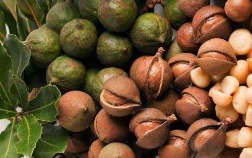 MACADAMIA NUT  TREE     Macadamia integrifolia -     3 SEEDS
