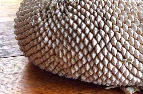 WHITE GIANT SUNFLOWER  ( Helianthus White Nite)    - 25 SEEDS