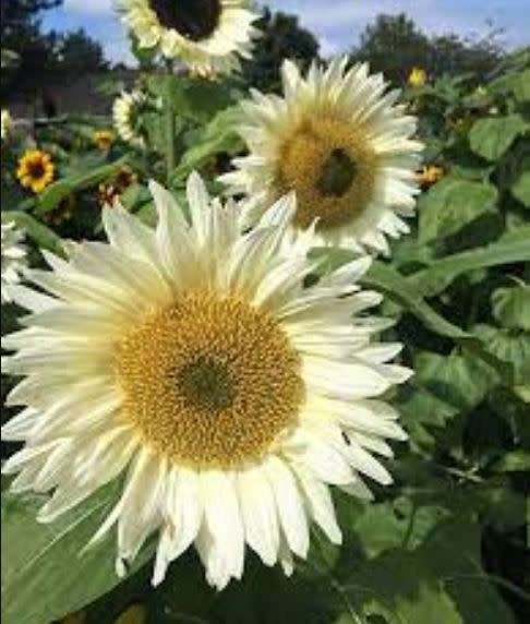 WHITE GIANT SUNFLOWER  ( Helianthus White Nite)    - 25 SEEDS