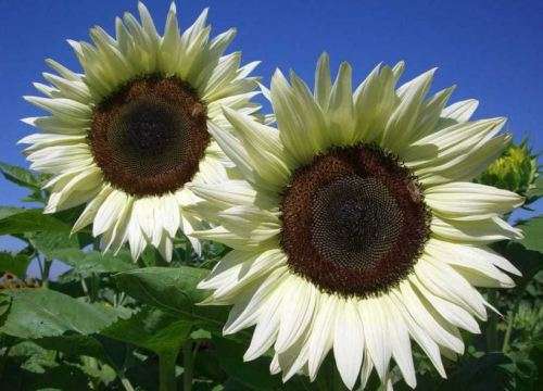 WHITE GIANT SUNFLOWER  ( Helianthus White Nite)    - 25 SEEDS