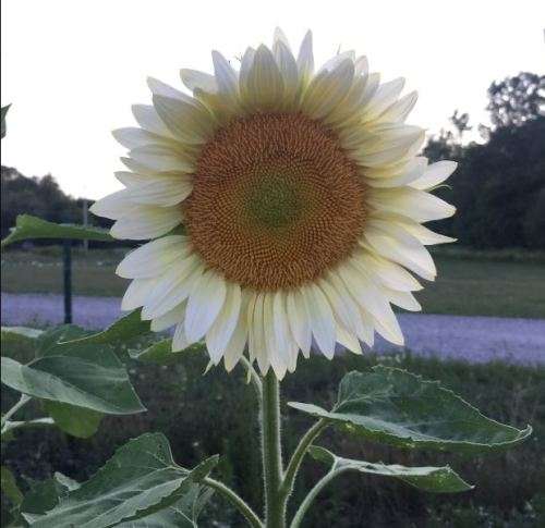 WHITE GIANT SUNFLOWER  ( Helianthus White Nite)    - 25 SEEDS