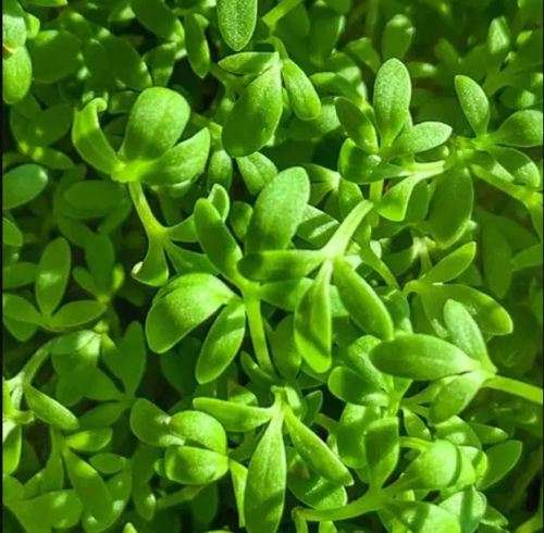 HERBS - PEPPERWORT  / CHANDRASURA /  HOLAN / HALIM/  GARDEN CRESS  Lepidum Sativum -  20 SEEDS