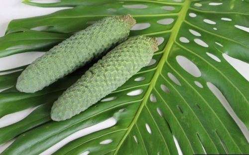 MONSTERA FRUIT SALAD TREE / SWISS CHEESE PLANT  -   15 SEEDS