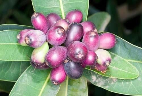 WATERBERRY  -  Syzygium cordatum -  3 SEEDS