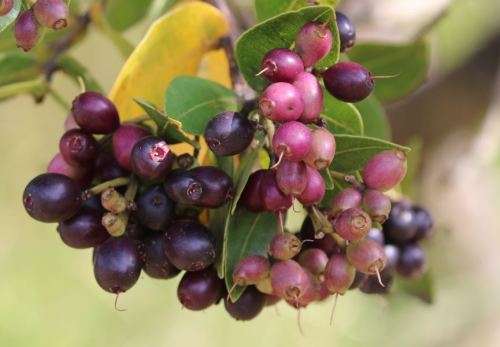 WATERBERRY  -  Syzygium cordatum -  3 SEEDS
