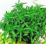 HERBS -  BULGARIAN SAVORY/  chubritsa / merudia -   30 seeds