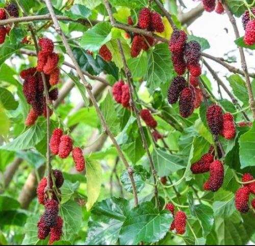 WEEPING MULBERRY -  Morus Alba Pendula - 20 Seeds