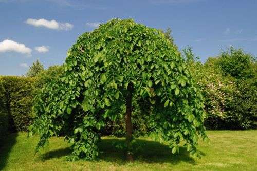 WEEPING MULBERRY -  Morus Alba Pendula - 20 Seeds