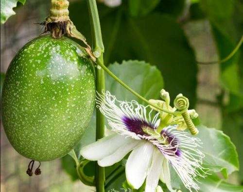 PURPLE PASSION FRUIT   (10 SEEDS)
