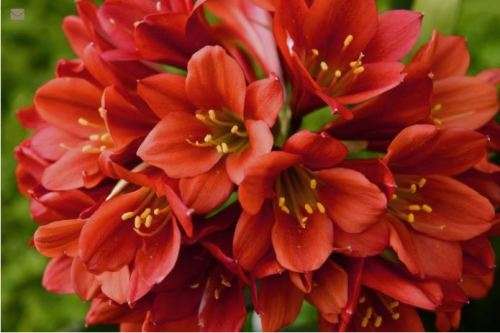 FLOWERS  - CLIVIA  MINIATA  `Longwood Chimes` - 10 SEEDS