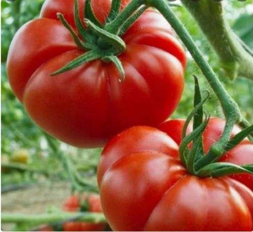 FRENCH TOMATO  `pomodoro marmande`  -  early ripening -  20 SEEDS